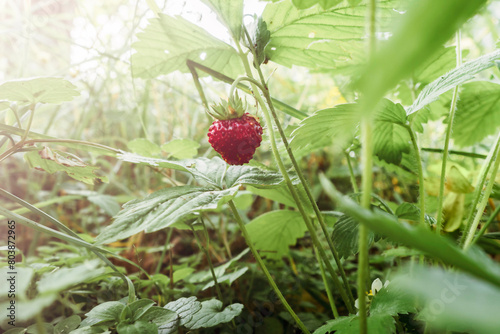 strawberries in the grass, forest organic produce.