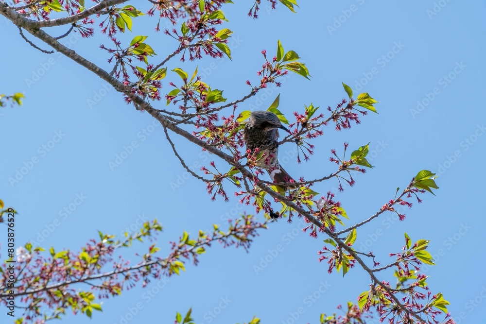Bird in the cherry blossom drinking the nectar juice of the flower Bird in the cherry blossom drinking the nectar juice of the flower
