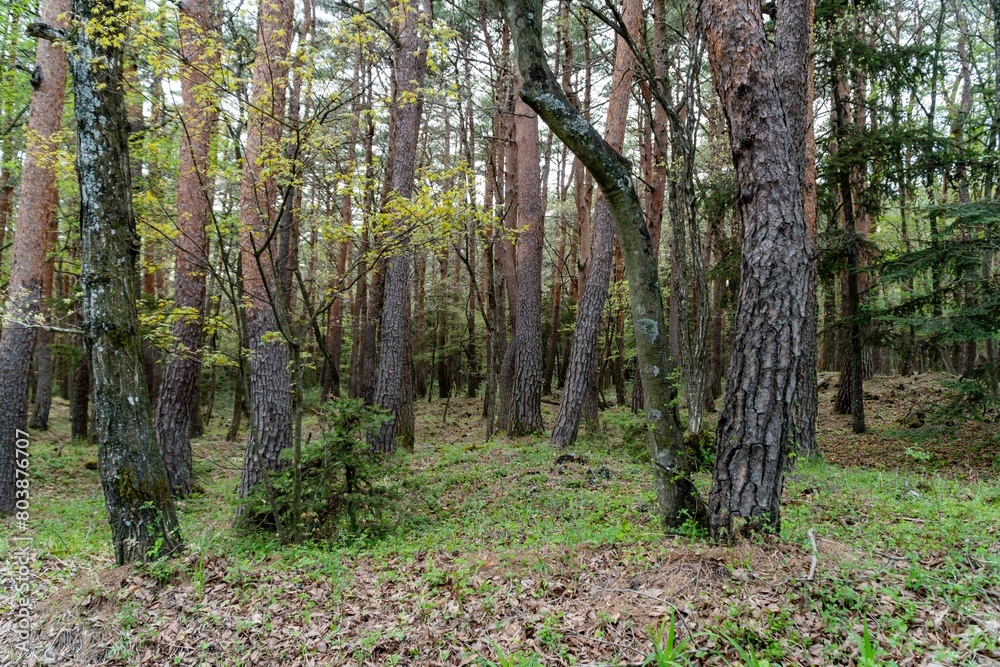 Trees in the woods, tropical trees , forest trees Trees in the woods, tropical trees , forest trees