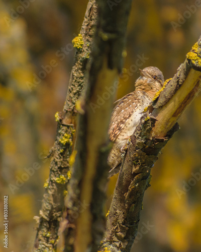 eurasian wryneck on the birch tree