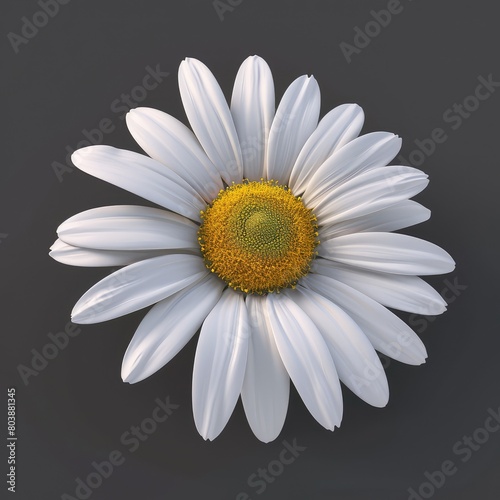 Beautiful white blooming Leucanthemum flower with yellow pollen isolated on gray background. Close-up shot.