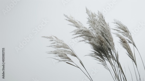 Bunch of gray tall grass swaying in the wind on a blurred background
