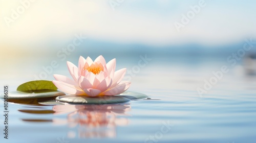 Beautiful lotus flower on the water with copy space for background