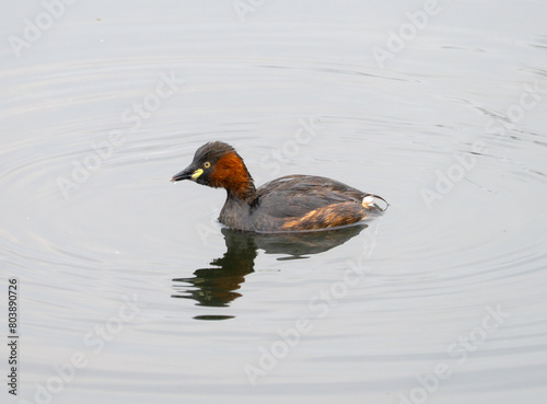 little grebe catching fish in the lake © nd700