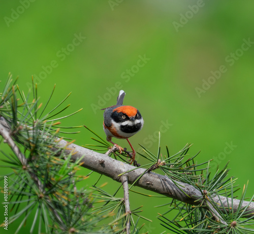 Black-throated Bushtit standing on tree branch © nd700