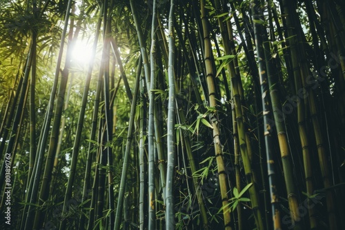 Wander through a bamboo forest in the rainforest  where the tall  slender stalks sway in the breeze and create a sense of serenity and calm  Generative AI