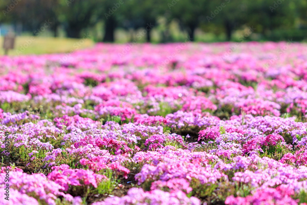 芝桜