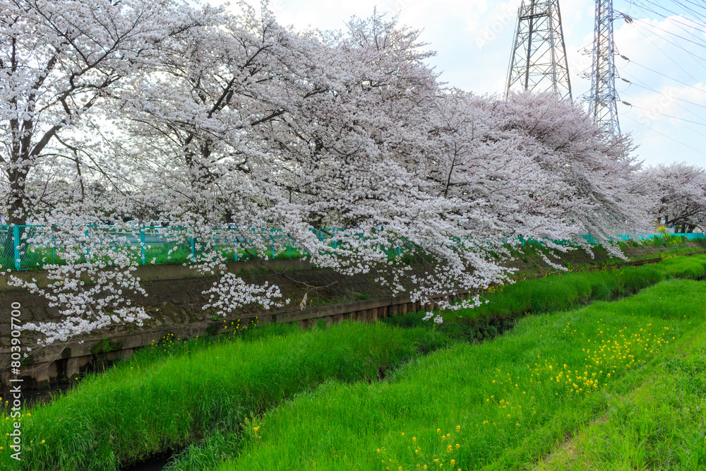 河川敷の桜