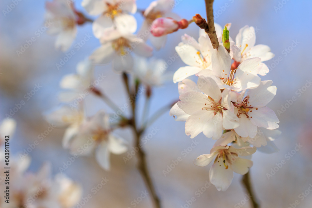 桜