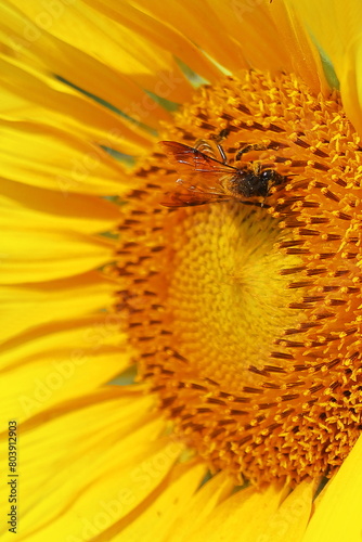 honey bee collecting poller from sunflower and pollinating the flower  summer season  macro photography  oil crops cultivation in india