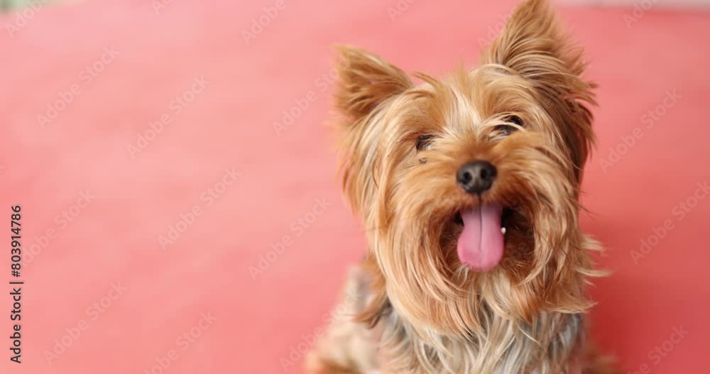 A cute little Yorkshire Terrier dog is sitting on the couch with his pink tongue sticking out and waiting for someone to play with him. High quality 4k footage A cute little Yorkshire Terrier dog is sitting on the couch with his pink tongue sticking out and waiting for someone to play with him. High quality 4k footage