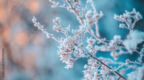 Detailed view of a plant covered in delicate white frost