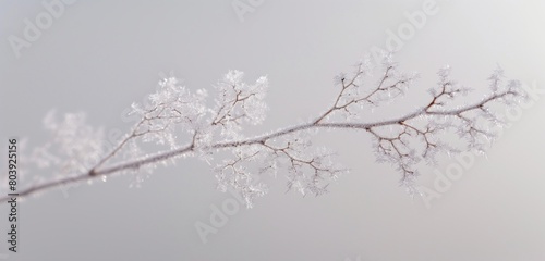 A close-up of a delicate, frost-covered winter branch, its intricate ice crystals sparkling, set against a light.