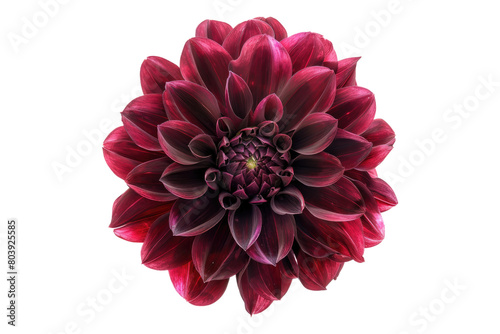 Burgundy Dahlia flower isolated on transparent background © posterpalette