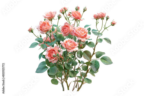 Bush of rose flowers isolated on transparent background