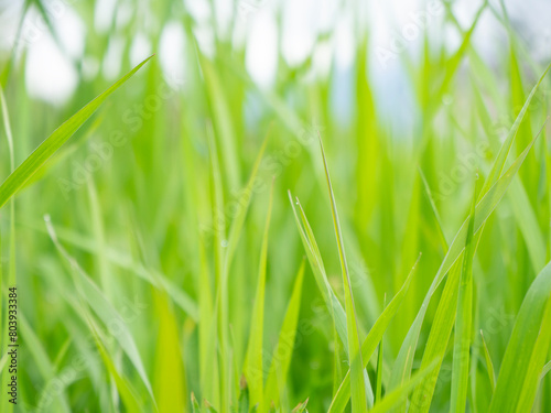 green grass background with morning dew