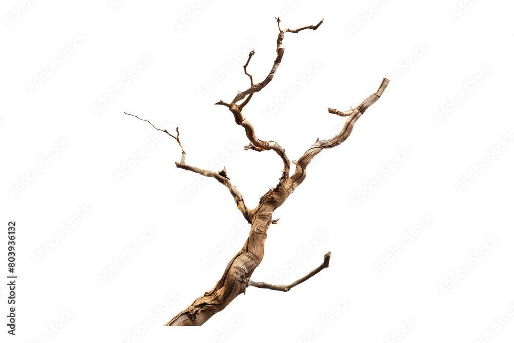 Dried twisted jungle branch isolated on transparent background