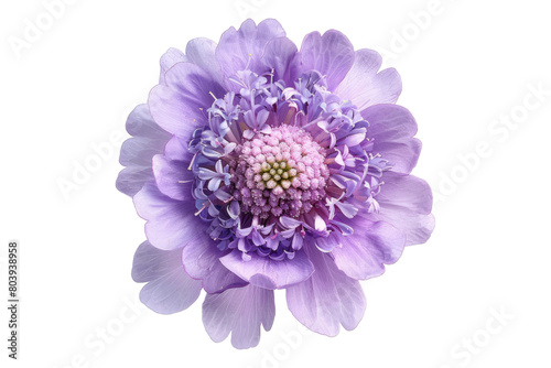 Elegant Lavender blush scabiosa flower isolated on transparent background photo