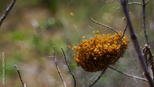 Hemisphere-shaped nest of silken threads with spiderlings of the cross orb weaver spider (Araneus diadematus), Cyprus photo