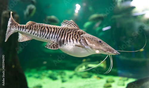Catfish fish swims in an aquarium photo