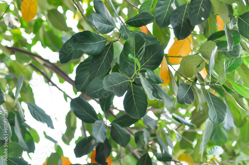 Artocarpus heterophyllus Lam, A heterophylla or jackfruit or jackfruit tree and sky photo
