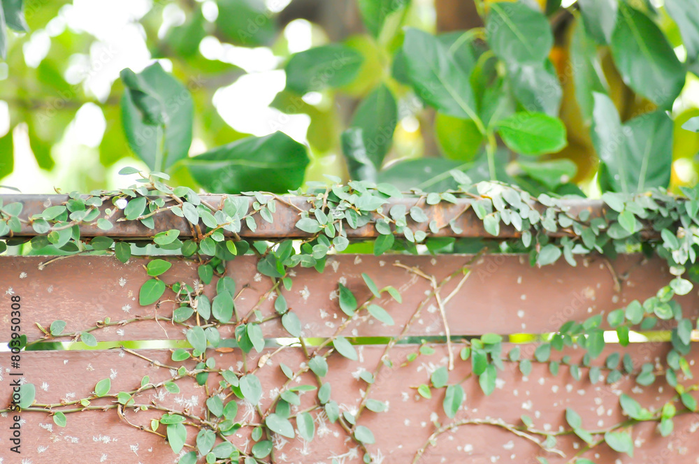 ficus pumila or climbing fig or Climbing Vine ficus pumila or climbing fig or Climbing Vine