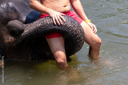 An elephant holds a man's trunk in the water © schankz