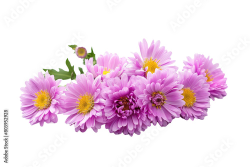 Delicate Aster Petals on Transparent Background