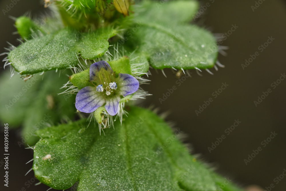 flower macro