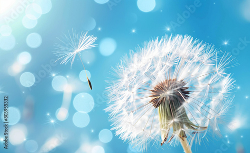 Macro Dandelion on Blue  Expression of Freedom and Wishes