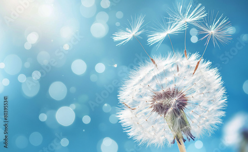 Macro Dandelion on Blue  Expression of Freedom and Wishes