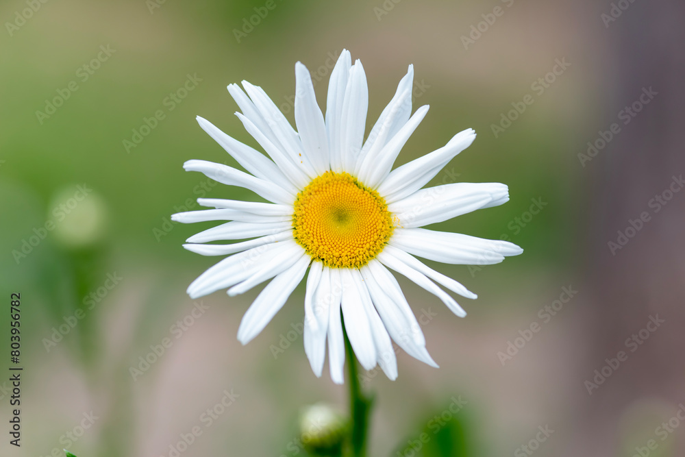 Obraz premium daisy flower close up.