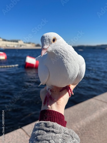 A white dove on a woman's hand