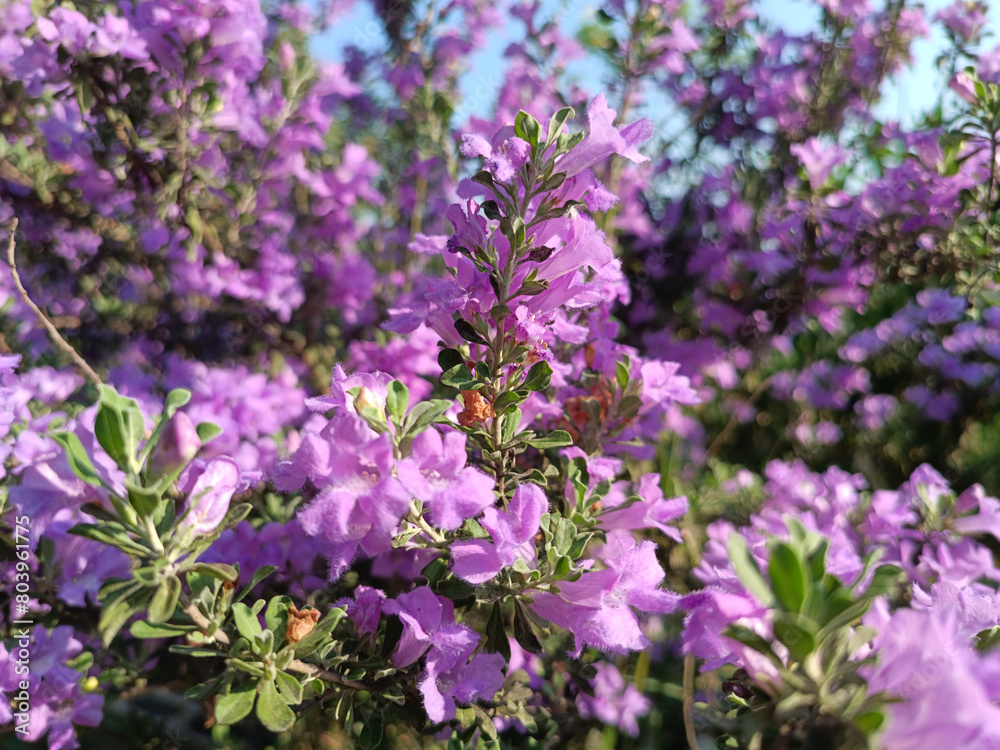 Purple flower bush in a green garden Purple flower bush in a green garden