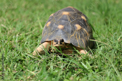 Portrait of radiated tortoise,The radiated tortoise eating flower ,Tortoise sunbathe on ground with his protective shell ,cute animal ,Astrochelys radiata ,The radiatedtortoise from Madagascar