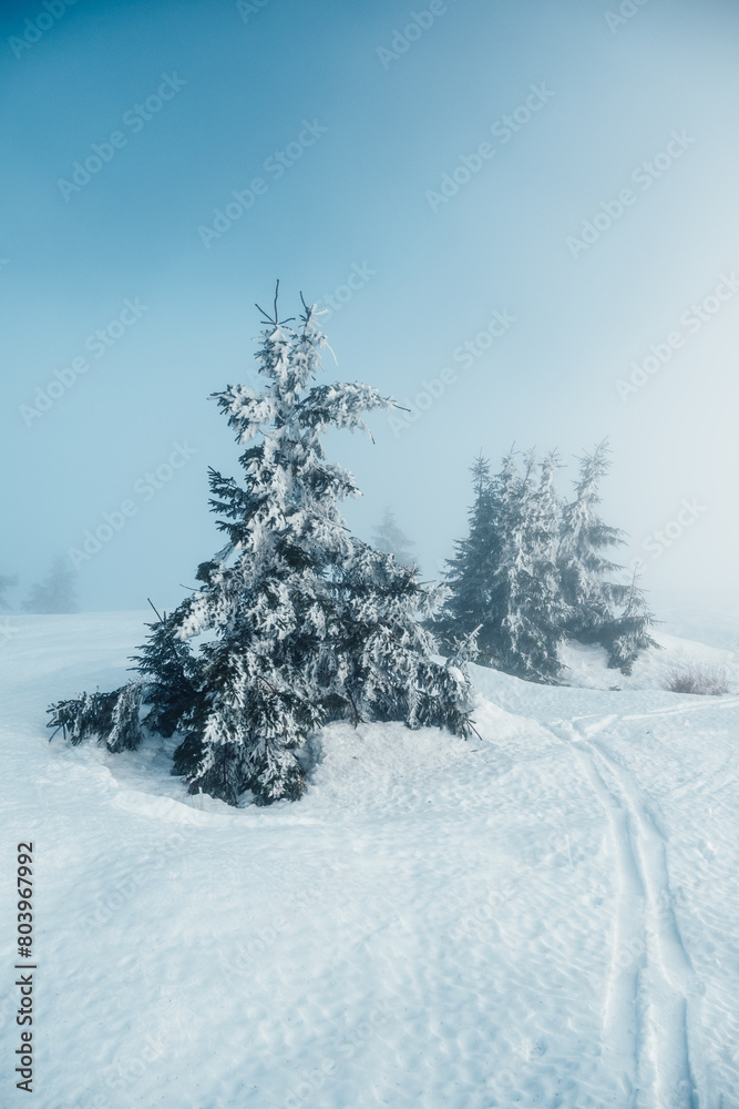 Mountaineer backcountry ski walking ski alpinist in the mountains. Ski touring in alpine landscape with snowy trees. Adventure winter sport. Low Tatras, slovakia Mountaineer backcountry ski walking ski alpinist in the mountains. Ski touring in alpine landscape with snowy trees. Adventure winter sport. Low Tatras, slovakia