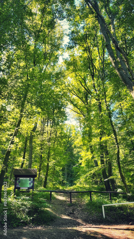 Forest and hiking trails of the Somogyi hills, valley bridge, Balaton, Hungary