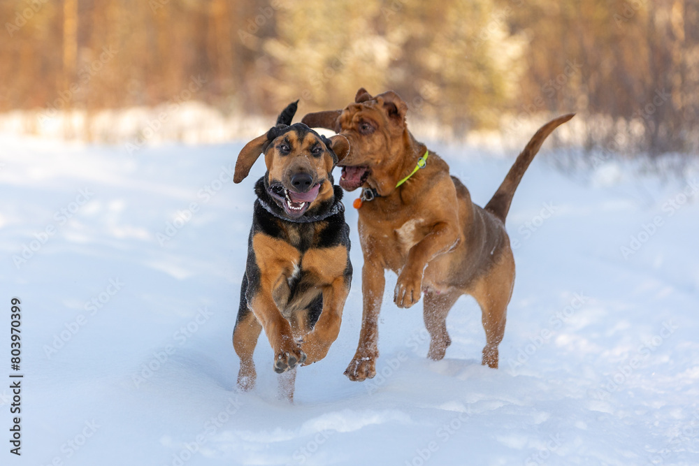 Photo in motion: a portrait of two bloodhound dogs running towards the camera on a sunny day in the winter season Photo in motion: a portrait of two bloodhound dogs running towards the camera on a sunny day in the winter season