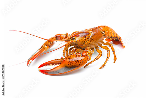 Red cooked lobster or crayfish isolated on white background with clipping path