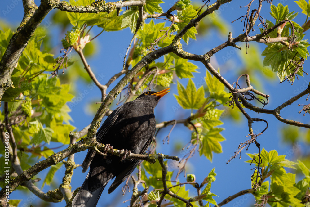 Common Blackbird sitting in the crown of a tree on the lookout for a mate in front of a clear blue sky Common Blackbird sitting in the crown of a tree on the lookout for a mate in front of a clear blue sky