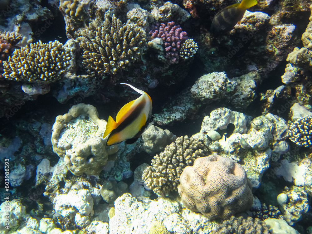 Heniochus intermedius or Red Sea bannerfish on the coral reef of the Red Sea Heniochus intermedius or Red Sea bannerfish on the coral reef of the Red Sea