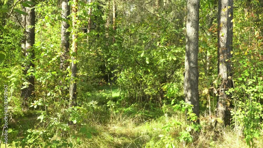 Forest on a sunny day. The leaves of the trees sway in the warm summer breeze. The camera moves from bottom to top. Suitable for content about the beauty of nature and environmental protection. Forest on a sunny day. The leaves of the trees sway in the warm summer breeze. The camera moves from bottom to top. Suitable for content about the beauty of nature and environmental protection.