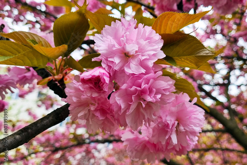 Vibrant Pink Cherry Blossoms in Full Bloom Against Springtime Background