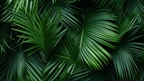 A green background of palm leaves tropical leaves
