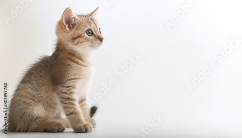 猫　子猫　ねこ　ネコ　キャット　cat　癒し　愛玩動物　ふわふわ　動物愛護　保護猫　背景　余白 © Akiyama photo studio