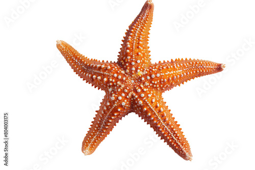 Seaside Starfish Exploration on Transparent Background