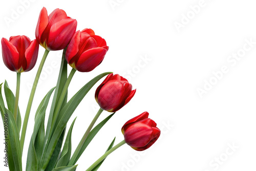 Springtime Tulip Delights on Transparent Background
