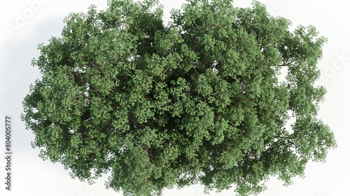 Top view of a green tree isolated on a white background. photo