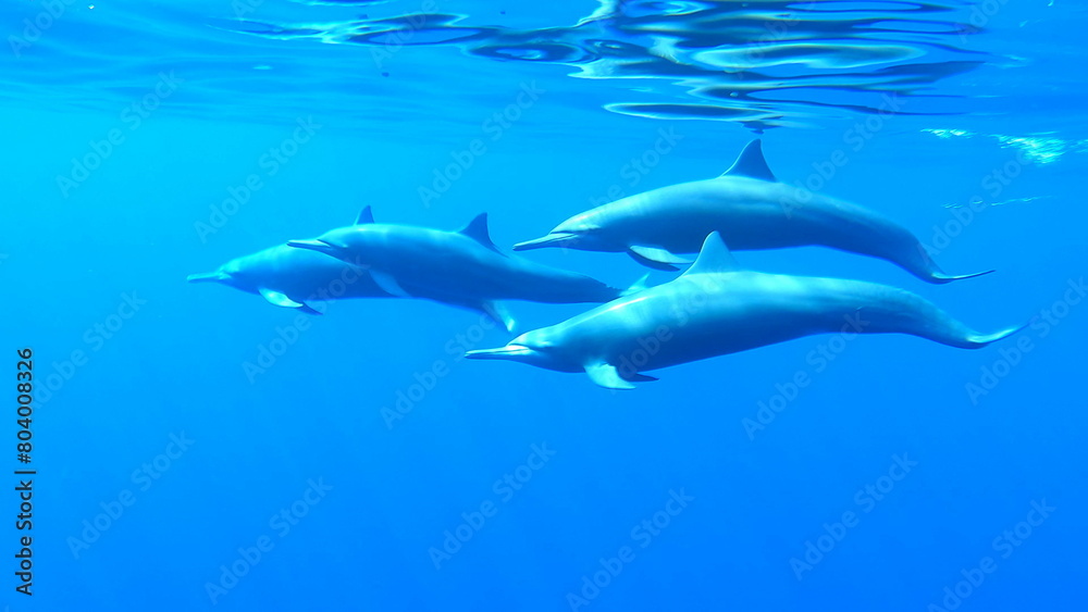 dolphin in the water