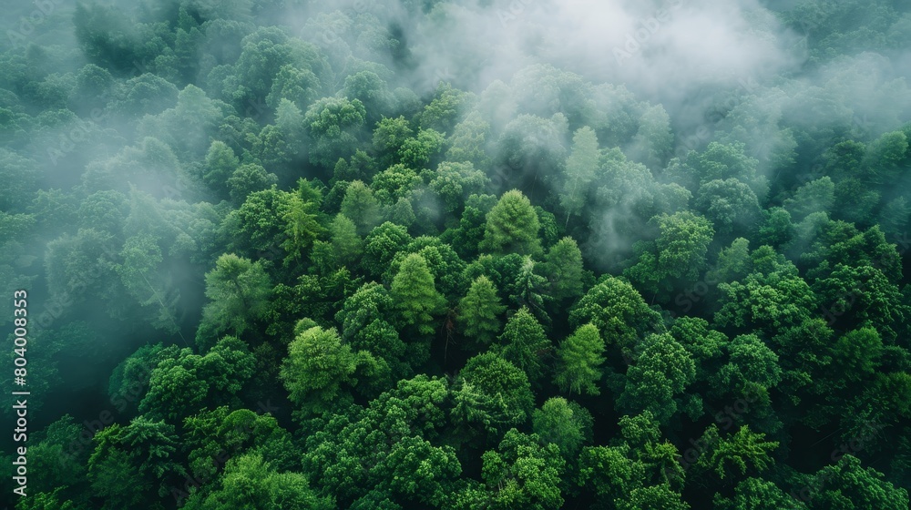 Lush green forest under cloud cover. Lush green forest under cloud cover.